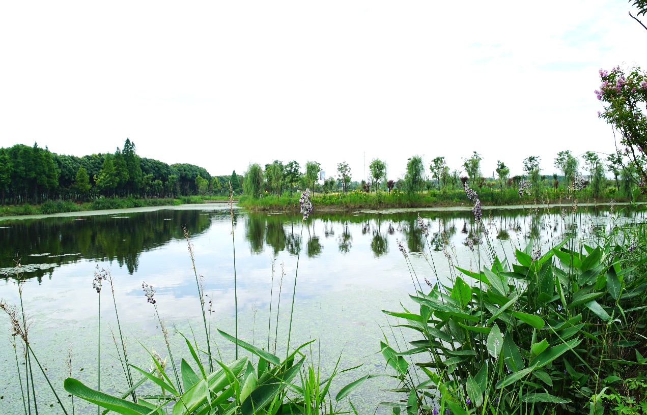 沉海圩湿地乡村河道生态修复景观