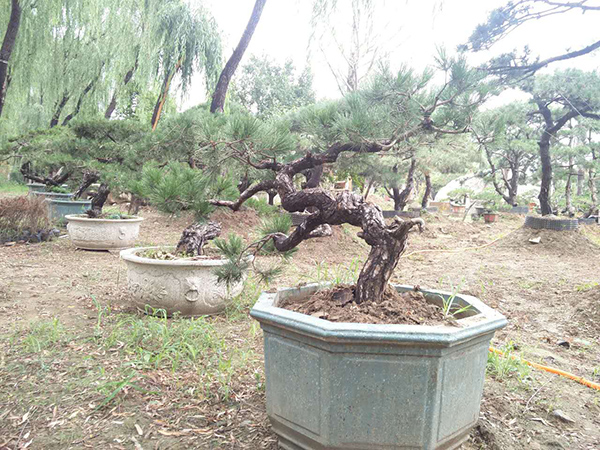 丽高王府