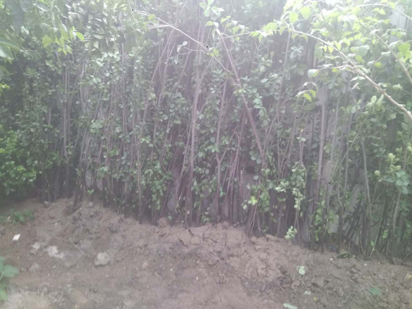 丽高王府