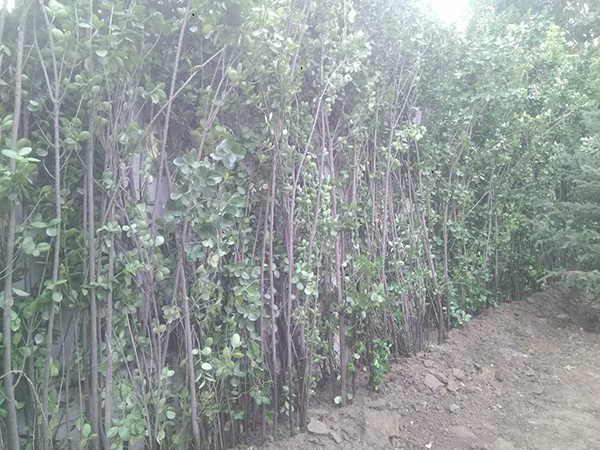 丽高王府