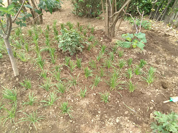 丽高王府