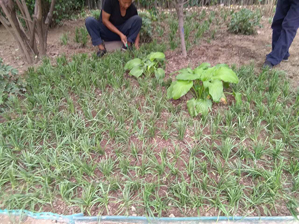 丽高王府