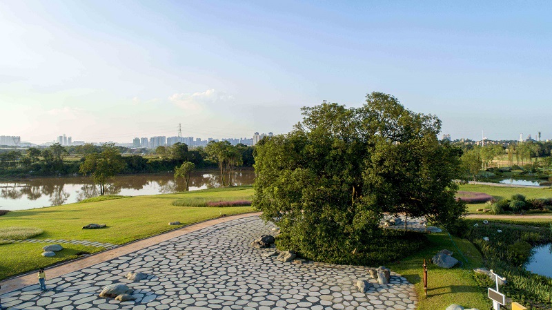 芦草叠塘芒果树广场