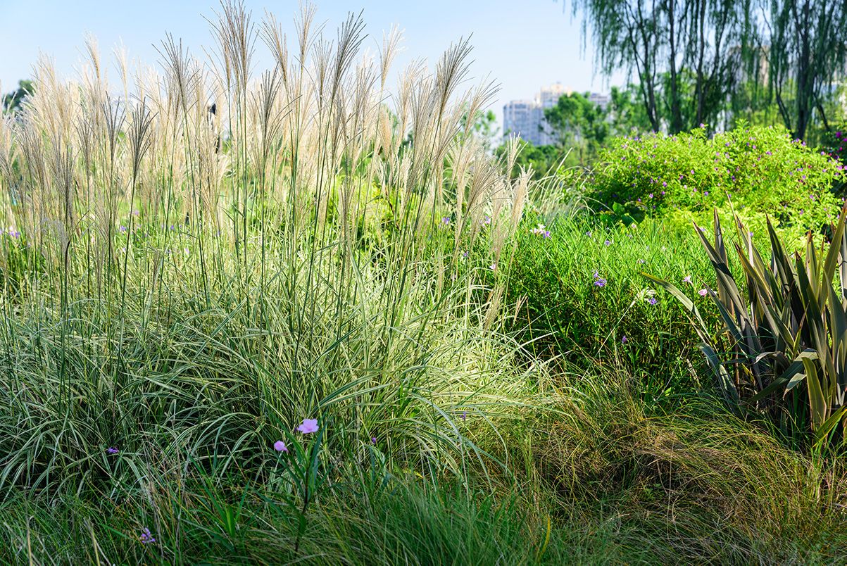 节点植栽4.jpg