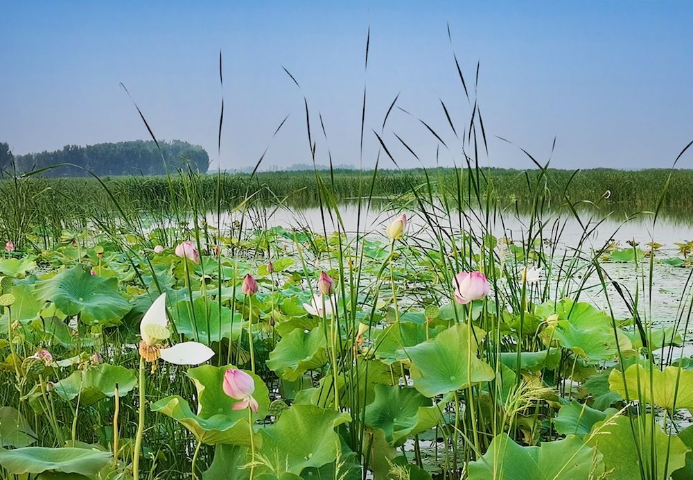 雄安新区府河河口湿地水质净化工程