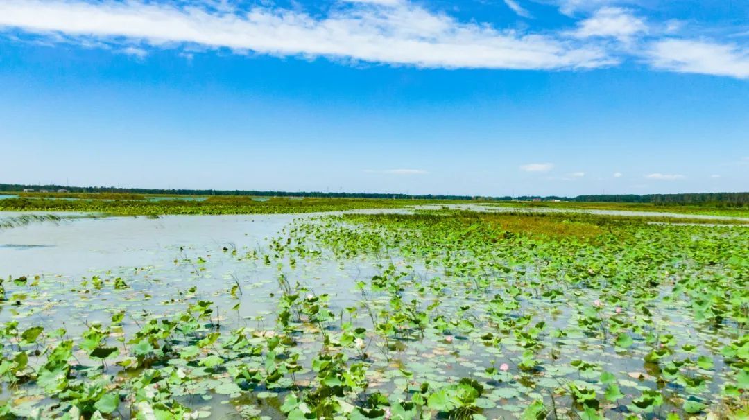 雄安新区府河河口湿地水质净化工程