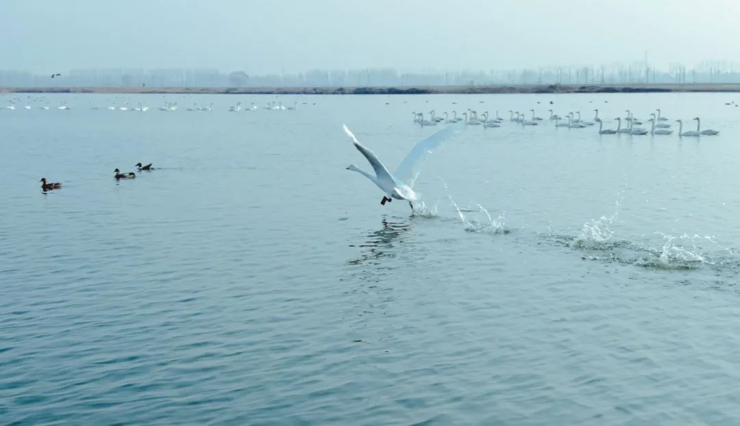雄安新区府河河口湿地水质净化工程