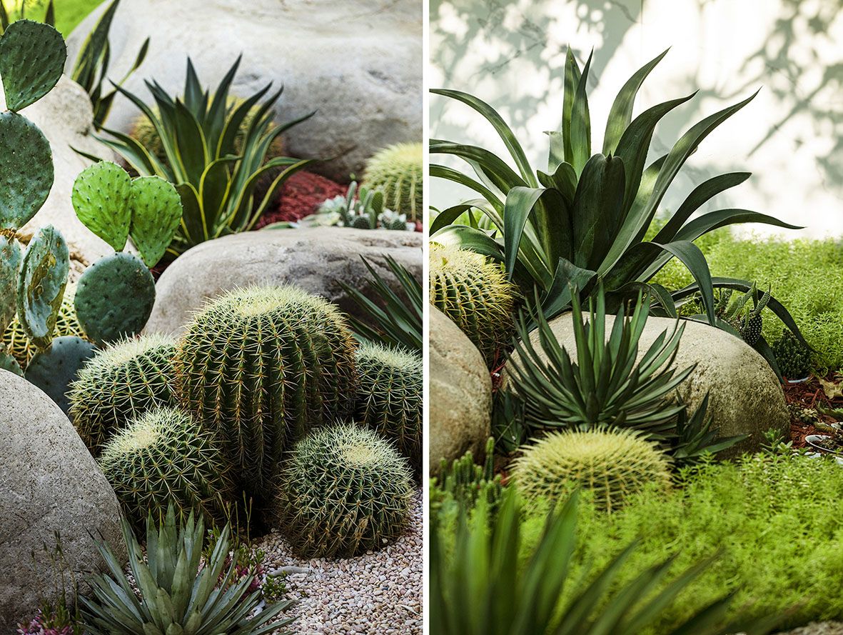 植物组合3.jpg