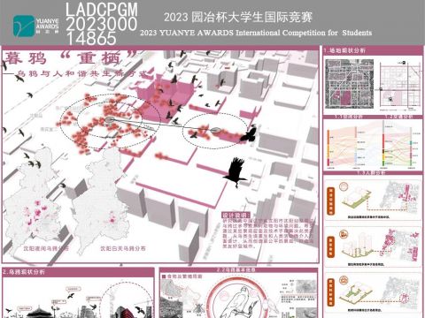 暮鸦“重栖”—乌鸦与人和谐共生新方式