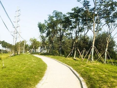 S311(沈桥—杨公路段）绿化项目