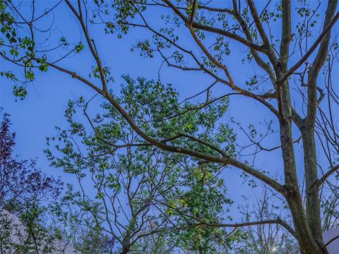 青岛龙湖紫都城