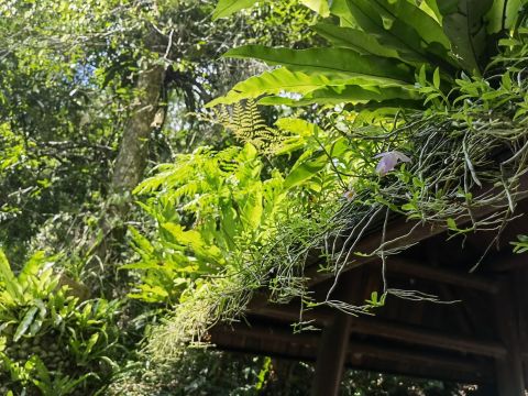 五指山热带雨林谷道修缮项目