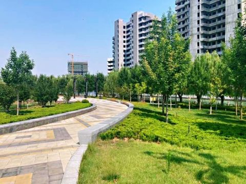 成安县城新区核心区4条路绿化设计