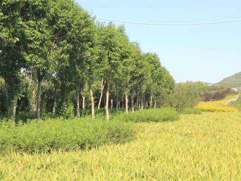 肥城市一级路两侧绿化工程