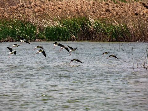 永城市东西城采煤塌陷区地质环境整治暨日月湖生态景区规划设计